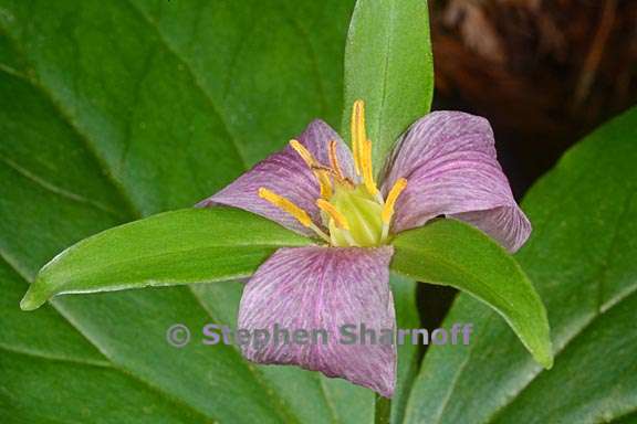 trillium ovatum 7 graphic